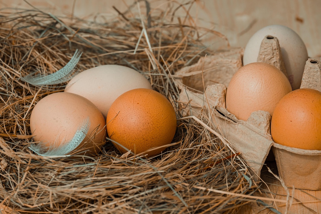 chicken eggs, hay, chicken product, nourishment, food, eggs, bio, naturally, natural product, package, chicken eggs, chicken eggs, chicken eggs, chicken eggs, chicken eggs, eggs